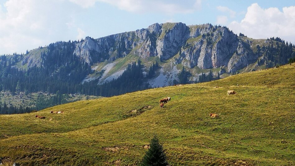 Wanderung Auf Bodenalm, Waxenegg und Donnerwand im Naturpark Mürzer Oberland - Touren-Impression #2.4 | © TV Hochsteiermark
