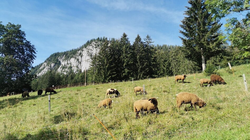 Wanderung Wanderung zum Lieglloch - Touren-Impression #2.3