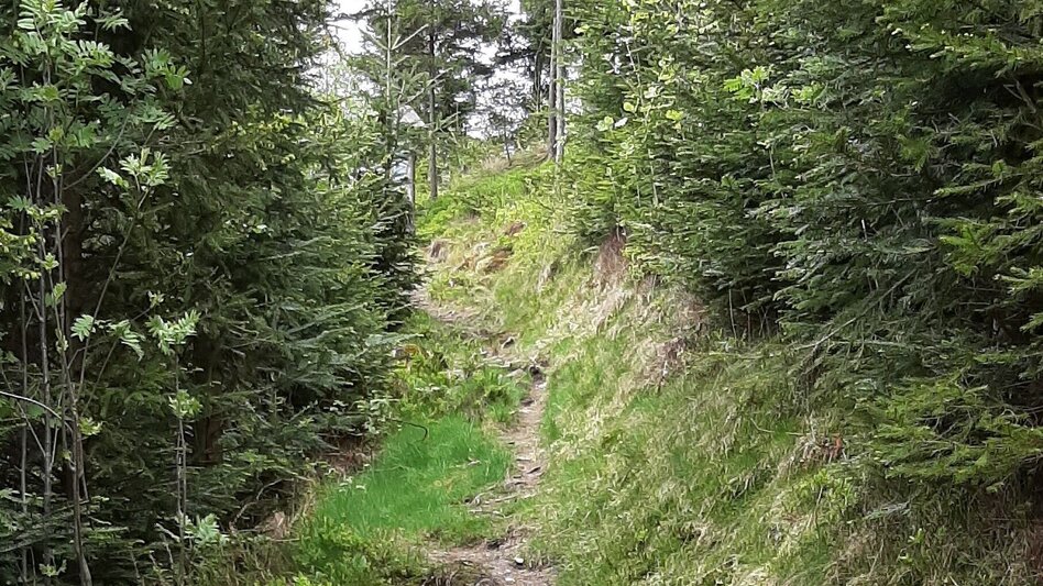 Wanderung Mühlenpanoramaweg, Gasen - Touren-Impression #2.3 | © Oststeiermark Tourismus