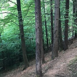 Papst-Franziskus Pilgerweg_Oststeiermark | © Oststeiermark Tourismus