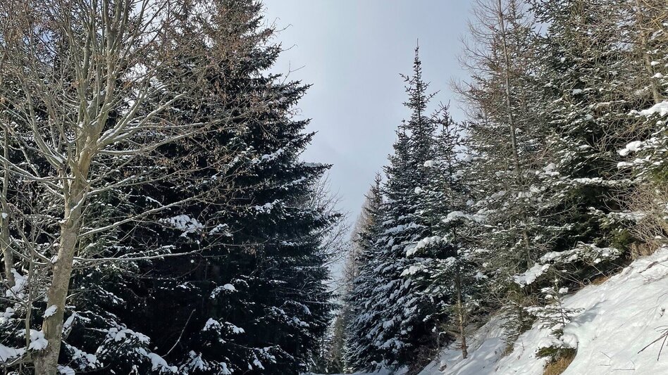 Winter Hiking Winter hike on the Zetz - Touren-Impression #2.3 | © Oststeiermark Tourismus