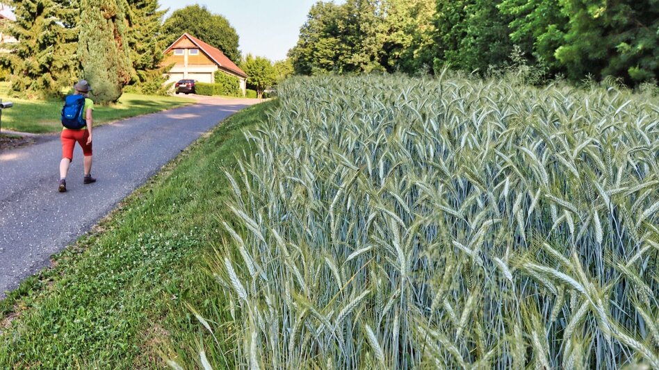 Themen- und Lehrpfad Rosenweg St. Stefan im Rosental - Touren-Impression #2.7 | © Thermen- & Vulkanland