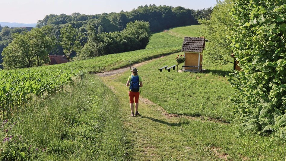 Themen- und Lehrpfad Rosenweg St. Stefan im Rosental - Touren-Impression #2.12 | © Thermen- & Vulkanland