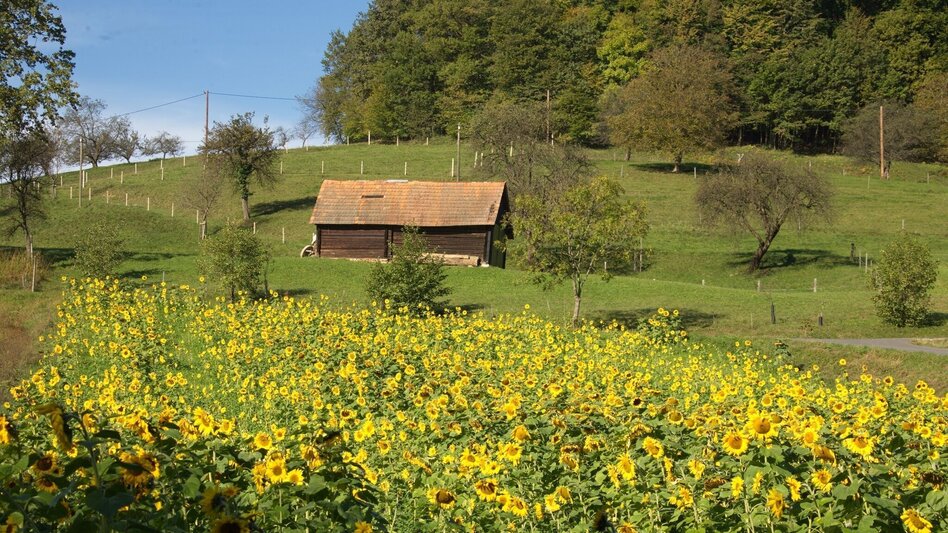 Themen- und Lehrpfad Johannesweg - Touren-Impression #2.7 | © Marktgemeinde Jagerberg