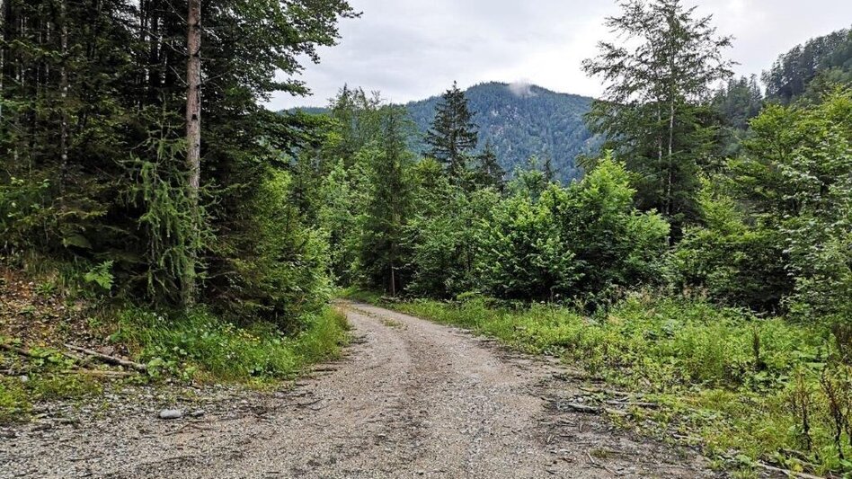 Hiking Route Landler Country walk #3 - Touren-Impression #2.4 | © TV Gesäuse