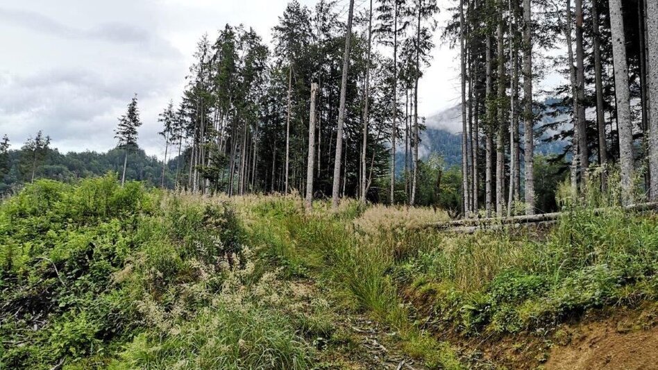 Hiking Route Landler Country walk #3 - Touren-Impression #2.8 | © TV Gesäuse