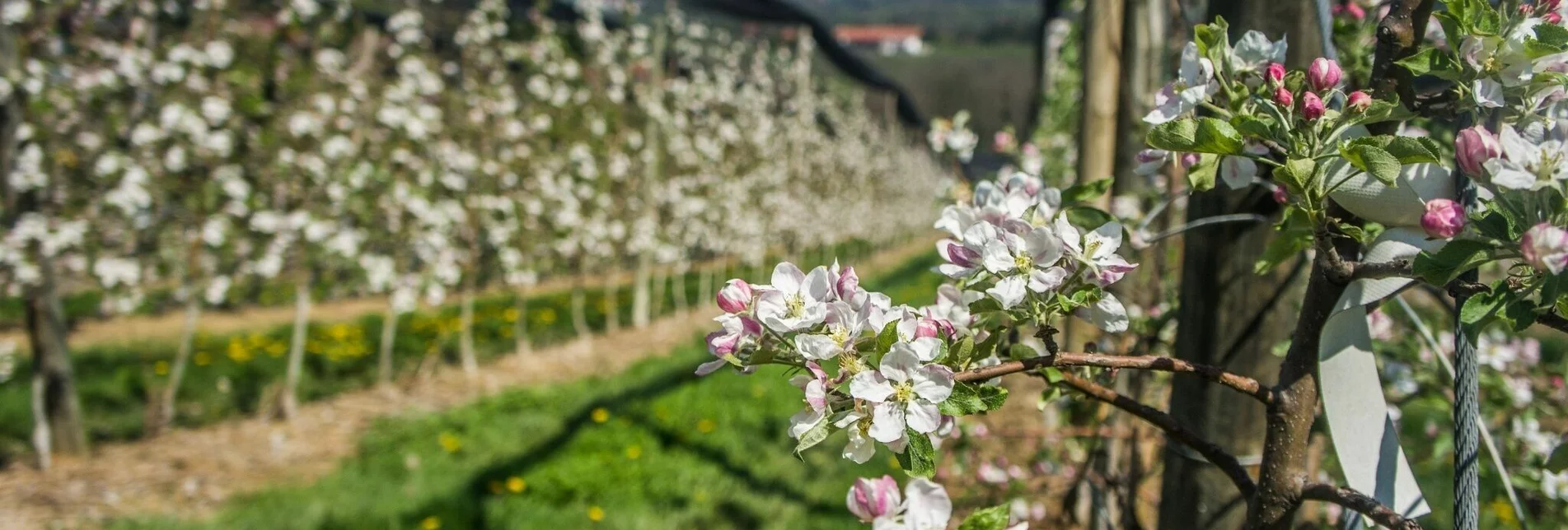 Wanderung Apfelwanderweg von Weiz nach Puch - Touren-Impression #1 | © Oststeiermark Tourismus