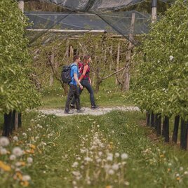 Wandern_Apfelgärten_Puch bei Weiz_Oststeiermark 
