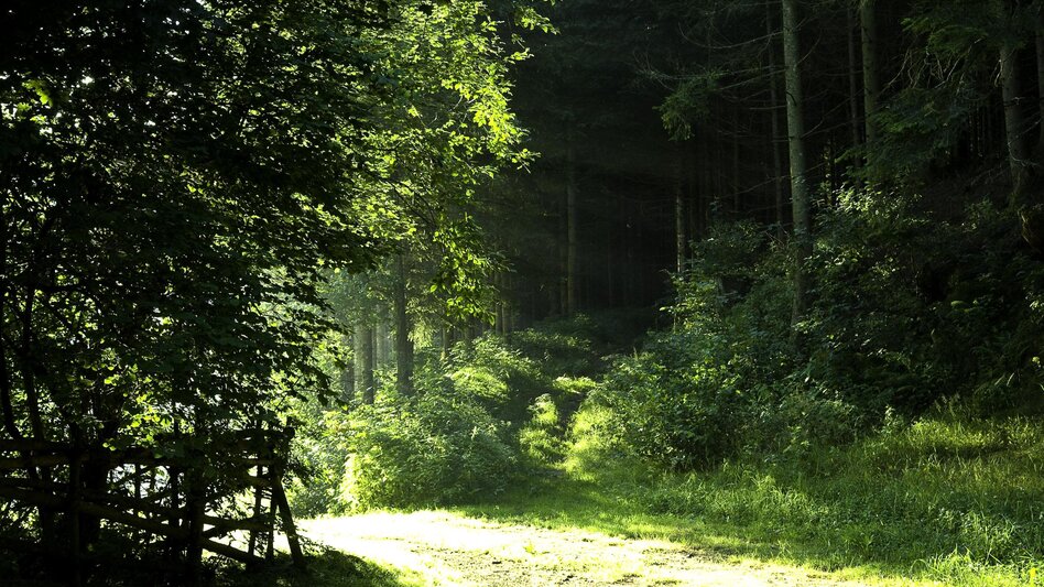 Hiking Route Archduke Johann path, Vorau - Touren-Impression #2.5 | © Verein der Vorauer Wirtschaft
