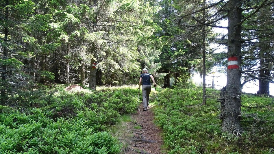 Wanderung Steinplan über Sonnseite - Touren-Impression #2.5 | © WEGES OG