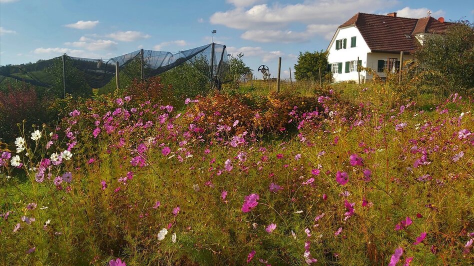 Cycling Panoramic tour, St. Ruprecht an der Raab - Weiz - Touren-Impression #2.1 | © Oststeiermark Tourismus