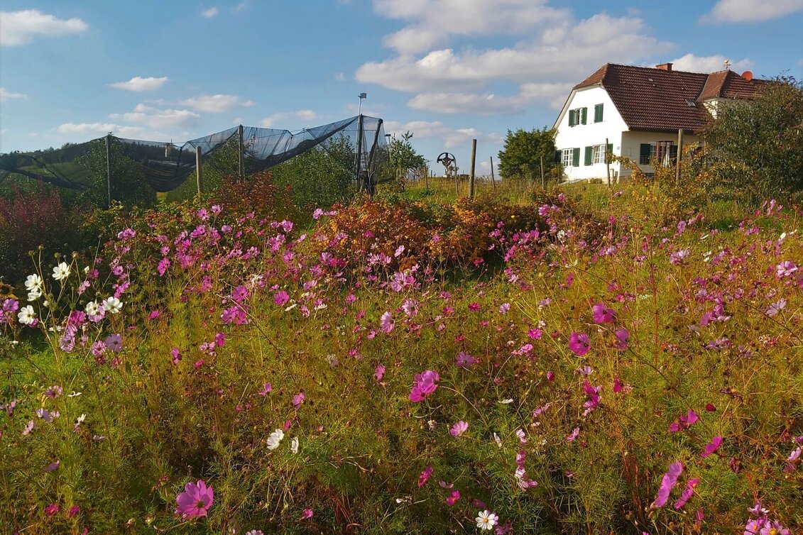 Cycling Panoramic tour, St. Ruprecht an der Raab - Weiz - Touren-Impression #1 | © Oststeiermark Tourismus