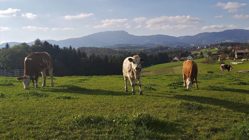 Cycling Panoramic tour, St. Ruprecht an der Raab - Weiz - Touren-Impression #2.4 | © Oststeiermark Tourismus