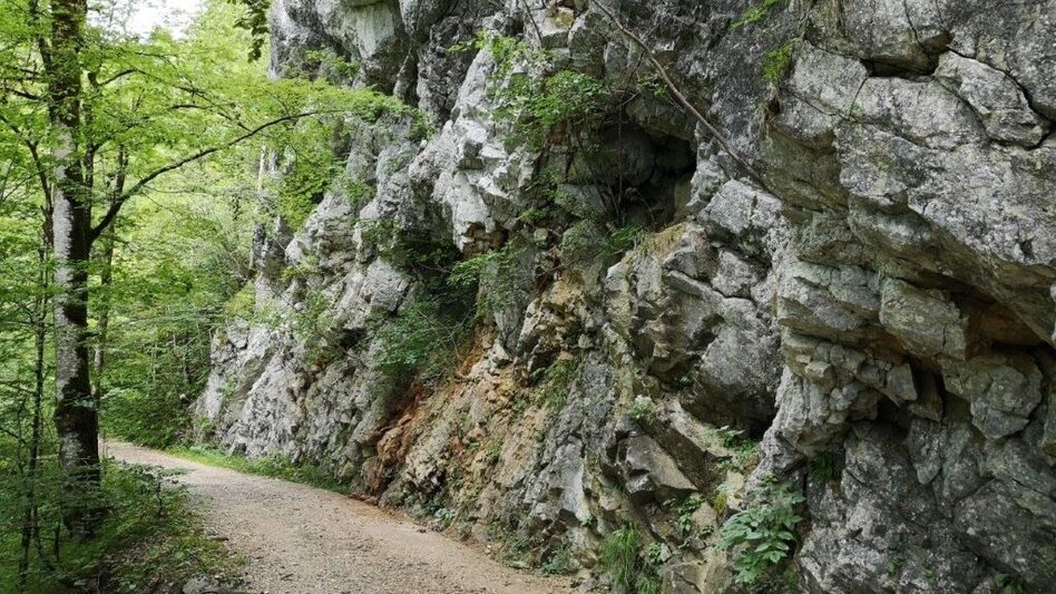 Wanderung Landler Spazierweg #4 Krautgrabenrunde - Touren-Impression #2.7 | © TV Gesäuse