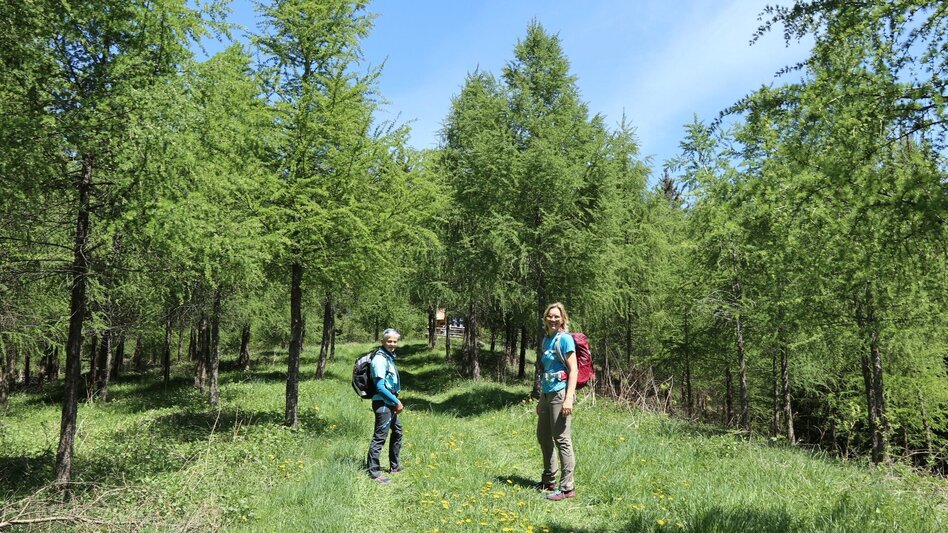 Wanderung Steinplan vom Lobmingtal über Kalchbauer - Touren-Impression #2.4 | © WEGES OG