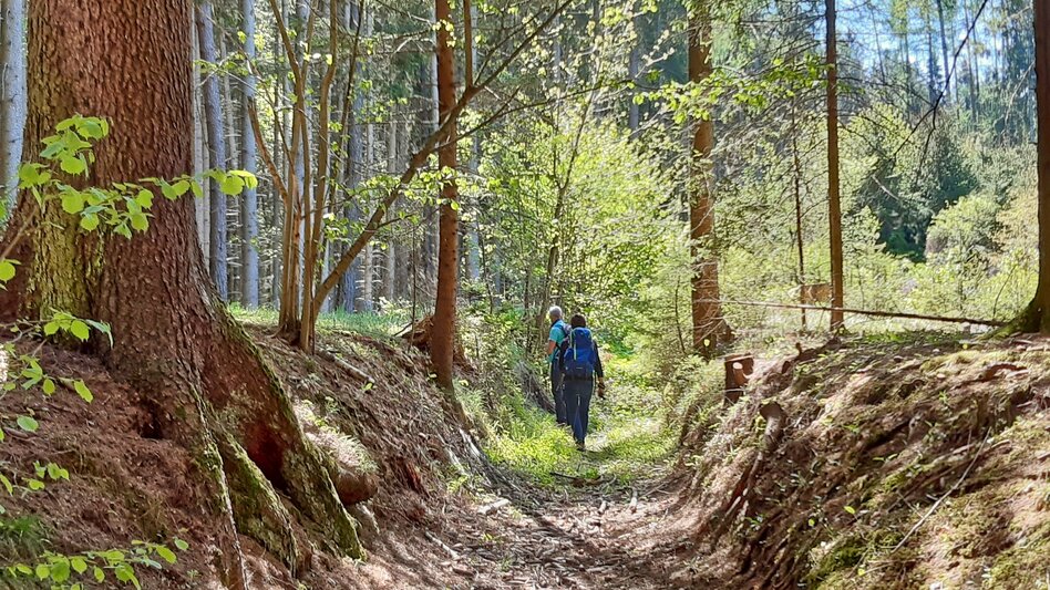 Wanderung Jägerkreuz am Lobmingtaler-Rosenkogel - Touren-Impression #2.3 | © WEGES OG