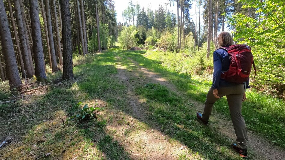Wanderung Jägerkreuz am Lobmingtaler-Rosenkogel - Touren-Impression #2.7 | © WEGES OG