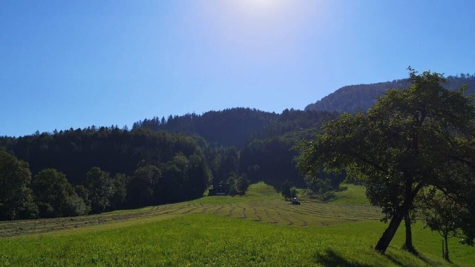 Wanderung Landler Spazierweg #9 Wieden-Hafnerboden - Touren-Impression #2.6 | © TV Gesäuse