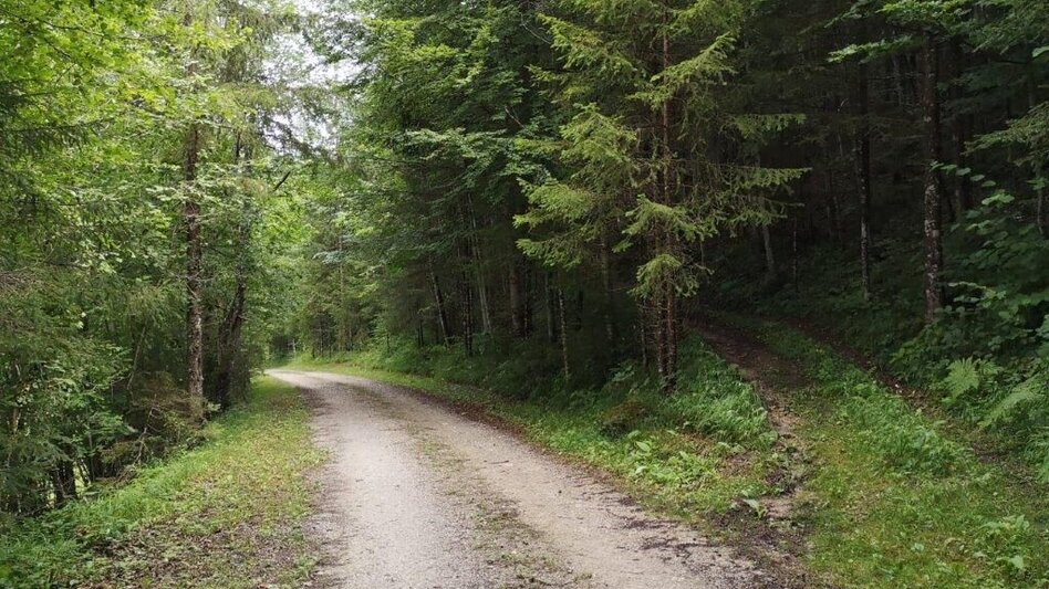 Wanderung Landler Spazierweg #10 Übergang- von Kirchenlandl bis ins Erb - Touren-Impression #2.10 | © TV Gesäuse