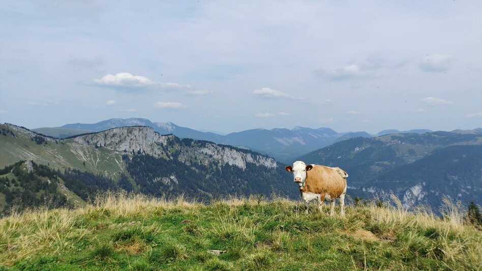 Wanderung Auf Proles und Königskogel im Naturpark Mürzer Oberland - Touren-Impression #2.6 | © TV Hochsteiermark