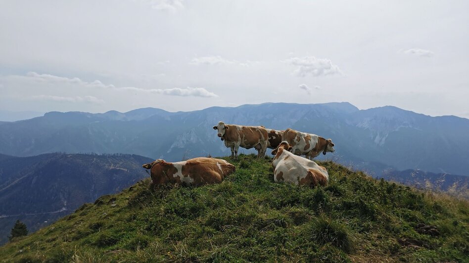 Wanderung Auf Proles und Königskogel im Naturpark Mürzer Oberland - Touren-Impression #2.7 | © TV Hochsteiermark