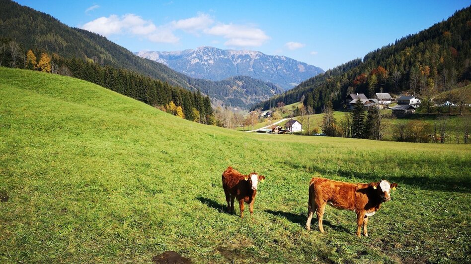 Hiking Route Via the Malleistenalm to the Kaarlalm in the Mürzer Oberland Nature Park - Touren-Impression #2.3 | © TV Hochsteiermark