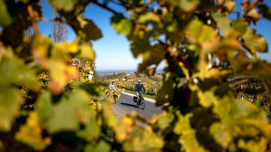 Radfahren Weinstraßen Tour Variante Kranachberg-Sernauberg - Touren-Impression #2.4 | © TVB Südsteiermark / Steiermark Tourismus Tom Lamm