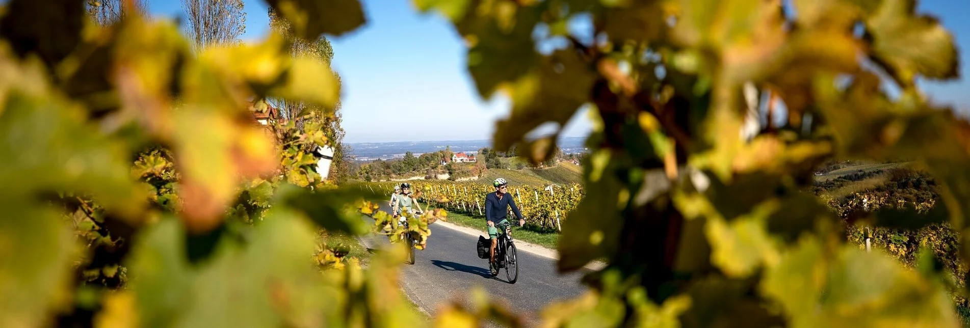 Bike Riding Cycling for pleasure - Wine Road Tour Variant 3 - "Kranachberg-Sernauberg" - Touren-Impression #1 | © Südsteiermark