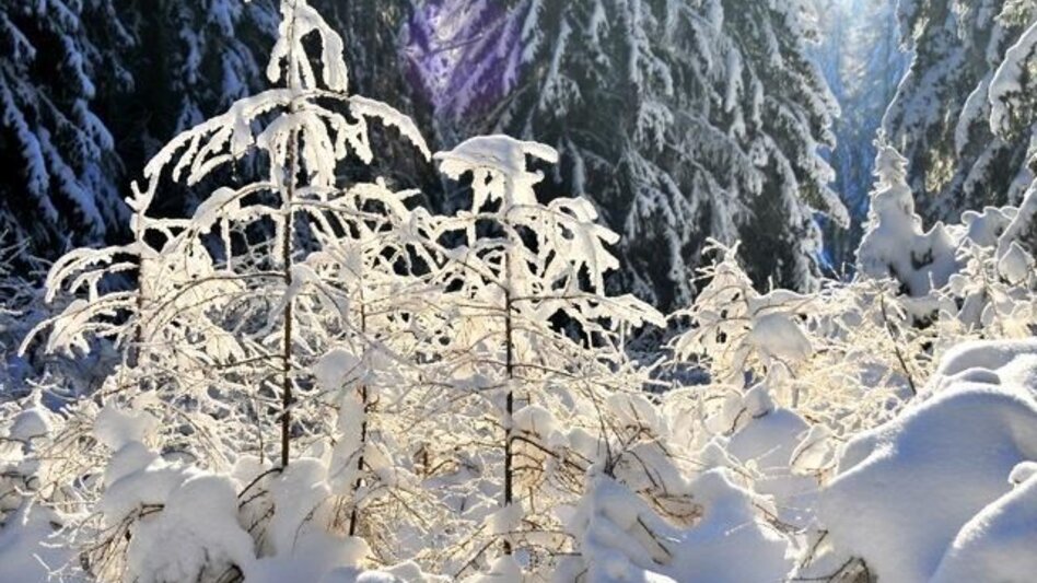 Winterwandern Winterwanderweg vom Orthofer zum Berger, St. Jakob im Walde - Touren-Impression #2.2 | © Steiermark Tourismus
