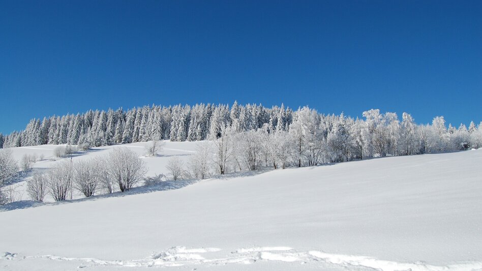Winterwandern Winterwanderweg vom Orthofer zum Berger, St. Jakob im Walde - Touren-Impression #2.3 | © Josef Zingl