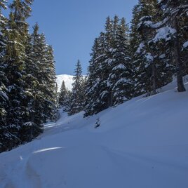 Der Wald umrahmt das Schreinl am Weg zur Alm. | © Erlebnisregion Schladming-Dachstein