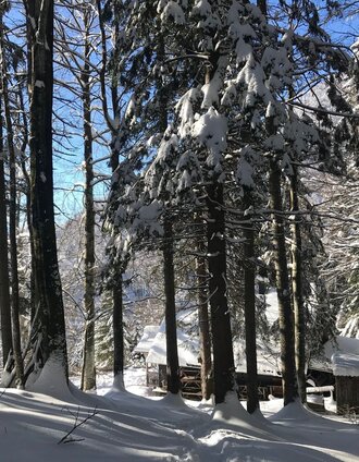 Winterwald bei der Grimminghütte | © Erlebnisregion Schladming-Dachstein