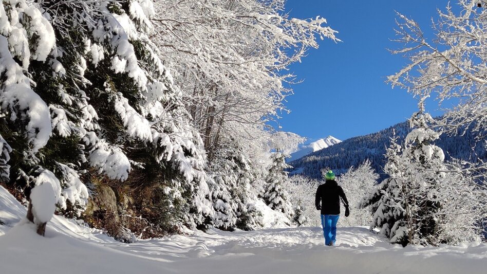 Winterwandern Winterwanderung Vorderwald Runde - Touren-Impression #2.2 | © Erlebnisregion Schladming-Dachstein