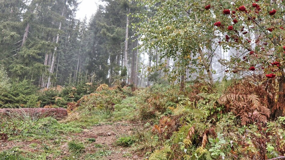 Hiking Route Hammerleck via lookout point - Touren-Impression #2.4 | © Weges OG