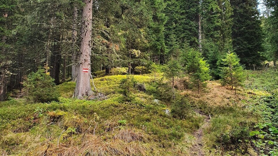 Hiking Route Maierangerkogel - Brandstätterkogel - Touren-Impression #2.4 | © Erlebnisregion Murtal