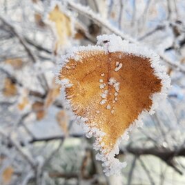 Blatt mit Raureif | © Oststeiermark Tourismus