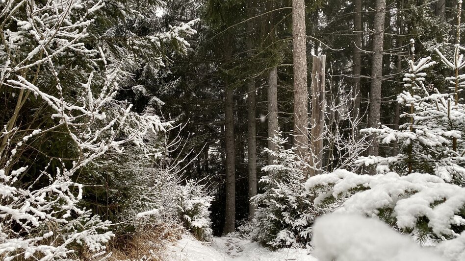 Hiking Route Pürglitzrunde Winter hike  - Touren-Impression #2.1 | © Tourismusverband Grimming-Donnersbachtal