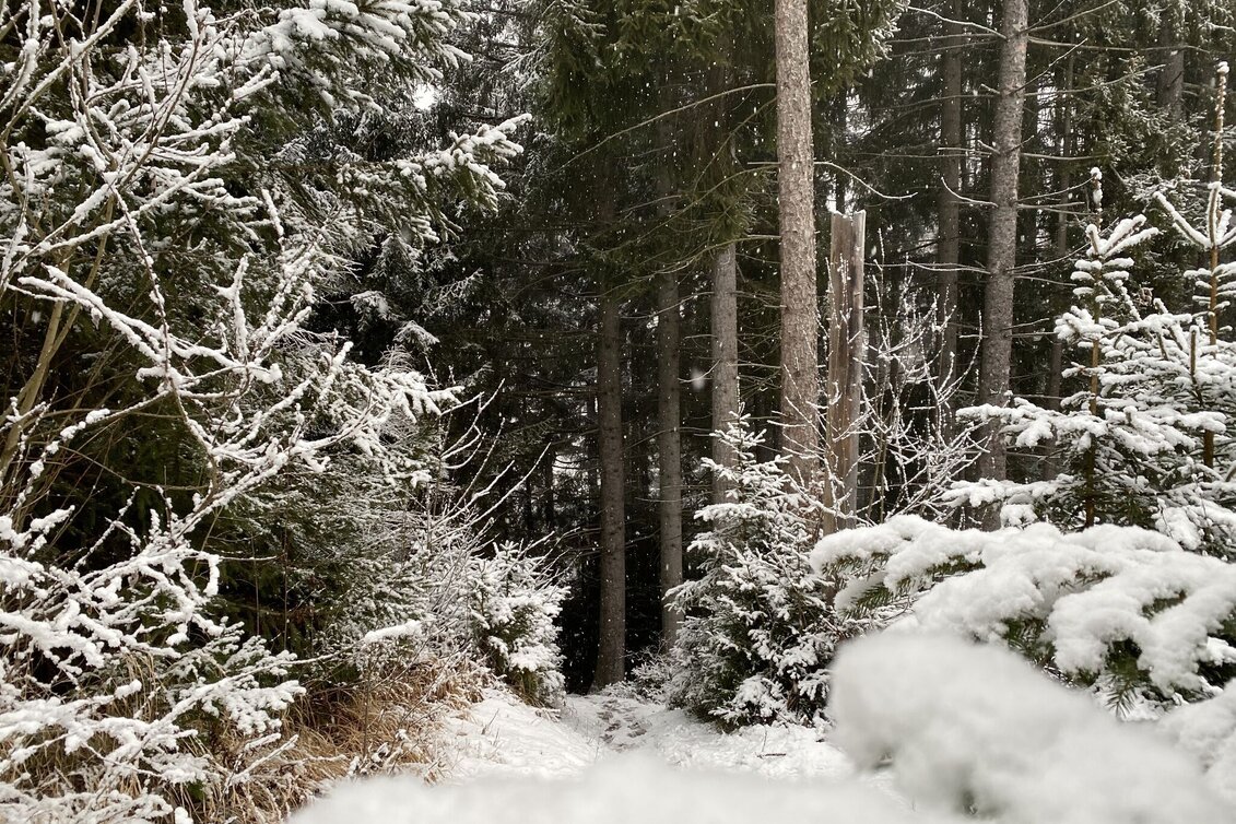 Hiking Route Pürglitzrunde Winter hike  - Touren-Impression #1 | © Tourismusverband Grimming-Donnersbachtal