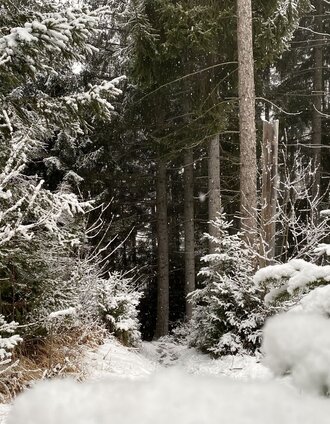 Winterwald am Kulm | Christoph Lukas | © Tourismusverband Grimming-Donnersbachtal
