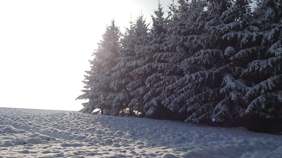Winter Hiking 7 places 7 treasures winter hike - Touren-Impression #2.9 | © Oststeiermark Tourismus