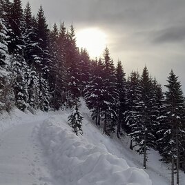 Bergauf auf der geräumten Forststraße | © Erlebnisregion Schladming-Dachstein