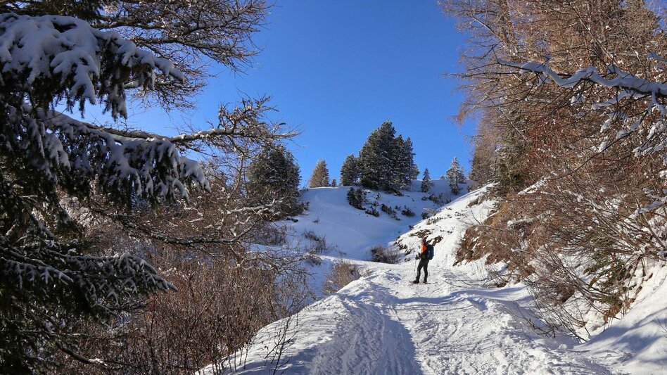Schneeschuhwandern Schneeschuhwanderung Wildalm - Touren-Impression #2.10 | © Weges OG