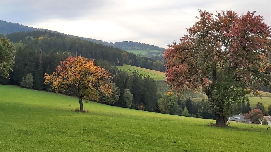Radfahren Drei-Schlösser-Tour im Hartbergland - Touren-Impression #2.10 | © Oststeiermark Tourismus