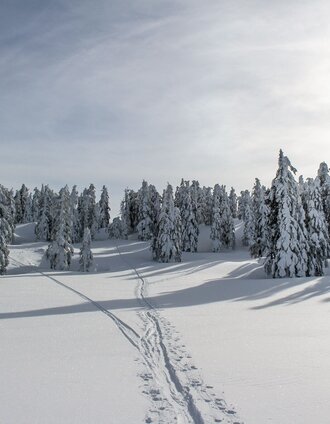 Skitour Tauplitzalm | Berghasen | © Tourismusverband Ausseerland Salzkammergut