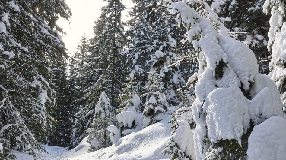Schneeschuhwandern Edelrautehütte - markierter Schneeschuh-Trail in Hohentauern - Touren-Impression #2.6 | © Weges OG