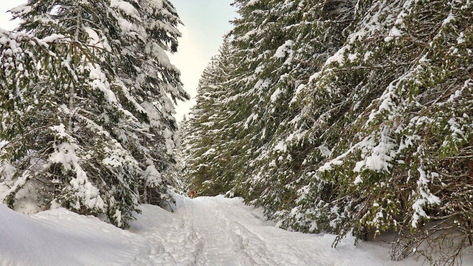 Schneeschuhwandern Edelrautehütte - markierter Schneeschuh-Trail in Hohentauern - Touren-Impression #2.9 | © Weges OG