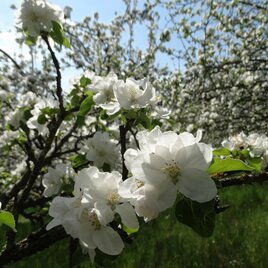 Apfelblüte_Oststeiermark  | © Oststeiermark Tourismus