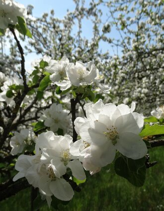 Apfelblüte_Oststeiermark  | Eva Luckerbauer | © Oststeiermark Tourismus