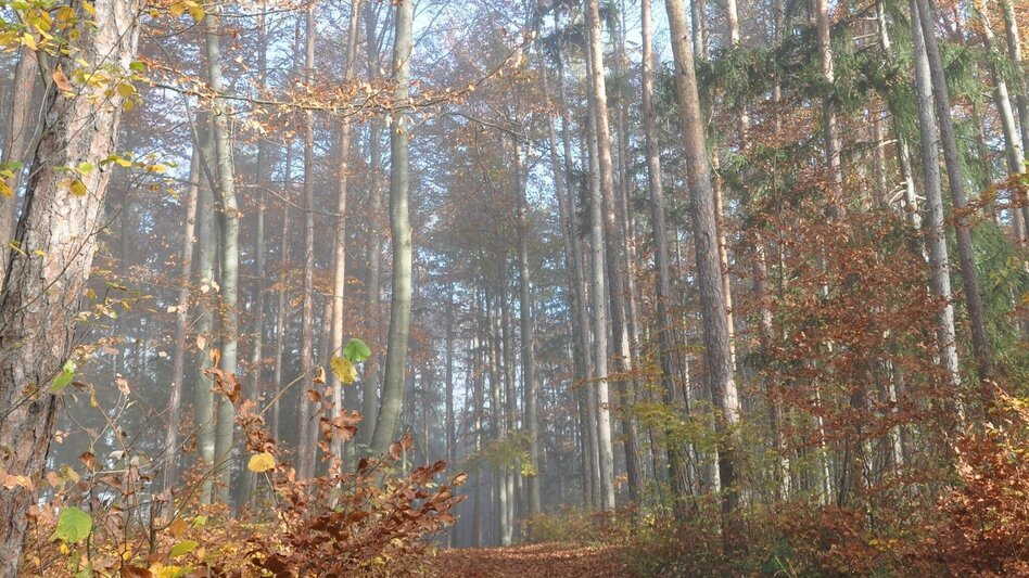 Themed Nature Trail Way of the Cross - Hike Thannhausen - Touren-Impression #2.2 | © Oststeiermark Tourismus