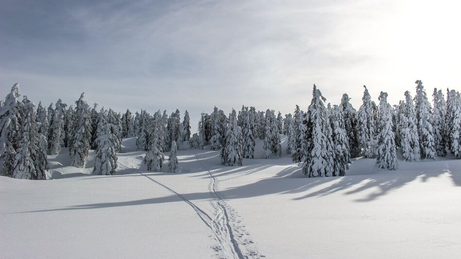 Skitour Skitour auf das Große Tragl | Überschreitung mit Geisterwaldabfahrt - Touren-Impression #2.1 | © Tourismusverband Ausseerland Salzkammergut
